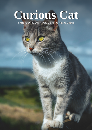 Curious Cat — Enrichment & Mental Stimulation