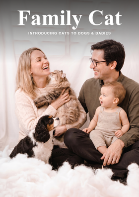 Family Cat — Kids, Visitors & Household Harmony