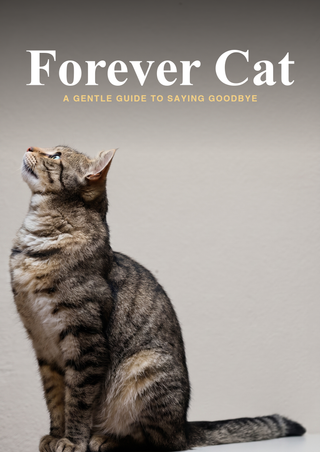 Forever Cat — Senior & End-of-Life Support